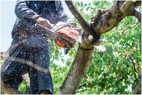 tree services Little Chute